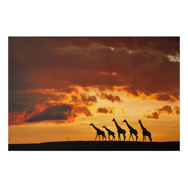 Quadros girafas Five Giraffes