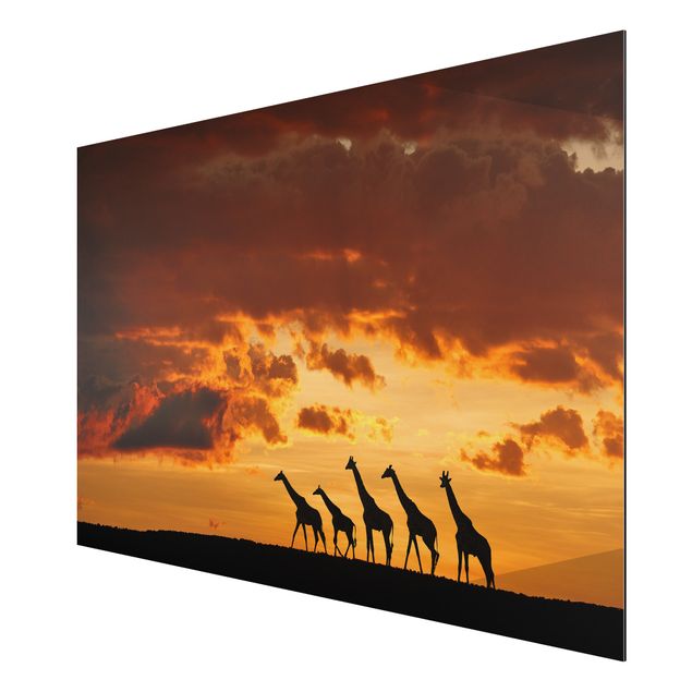 quadro com paisagens Five Giraffes