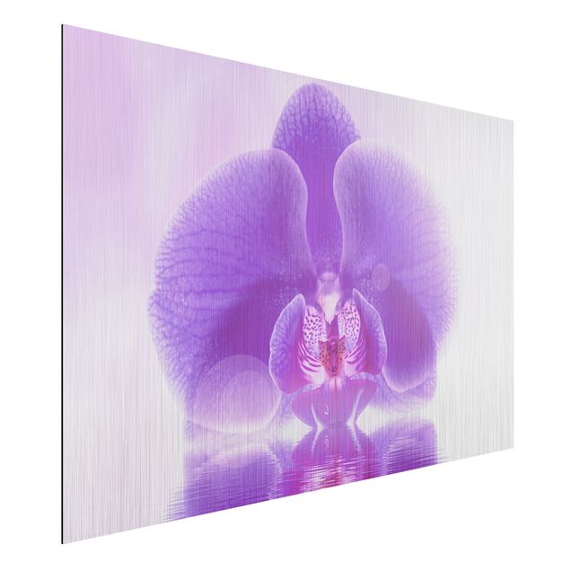 Quadros orquídeas Purple Orchid On Water