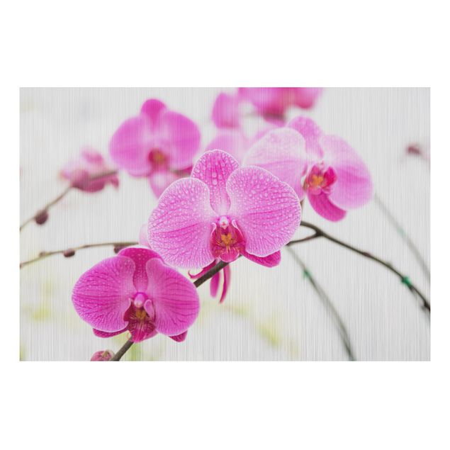 decoraçao para parede de cozinha Close-Up Orchid
