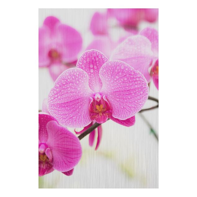 decoraçao para parede de cozinha Close-Up Orchid