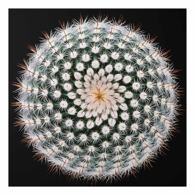 Quadros florais Cactus Flower