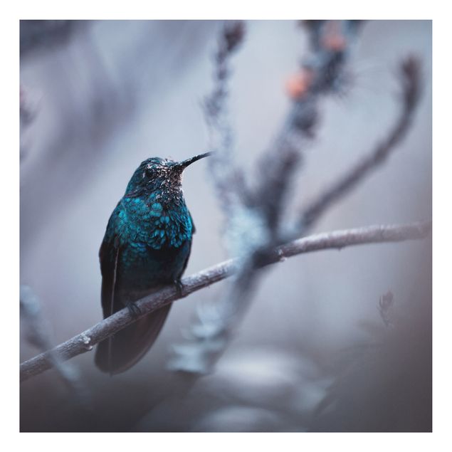 Quadros penas Hummingbird In Winter