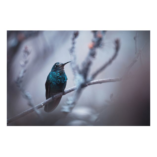 Quadros penas Hummingbird In Winter