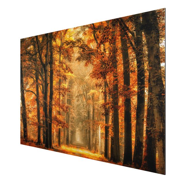 quadro com paisagens Enchanted Forest In Autumn