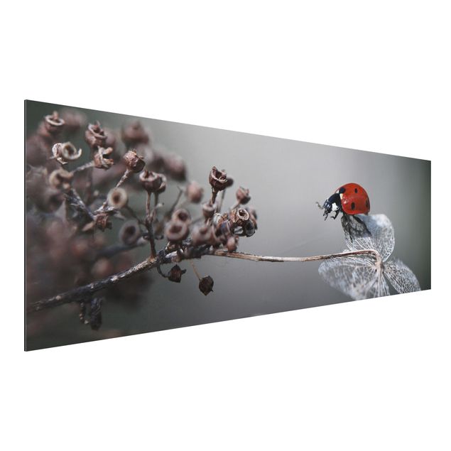 decoraçoes cozinha Ladybird On Hydrangea