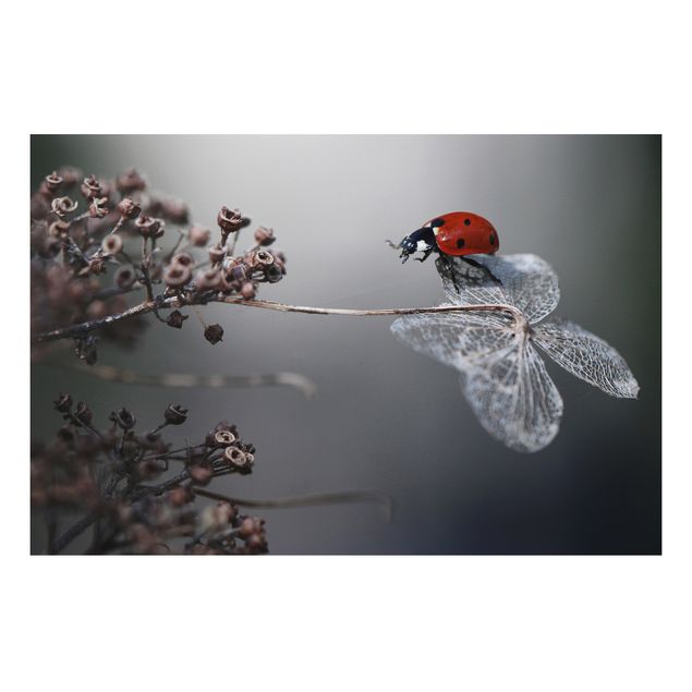 Quadros florais Ladybird On Hydrangea