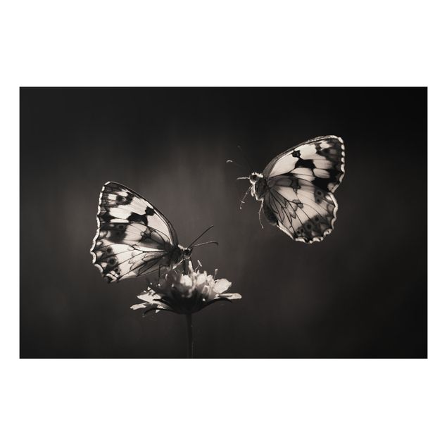 quadro de borboletas Medioluto Norte
