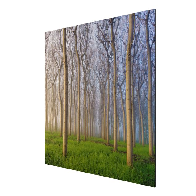 quadro com paisagens Morning In The Forest