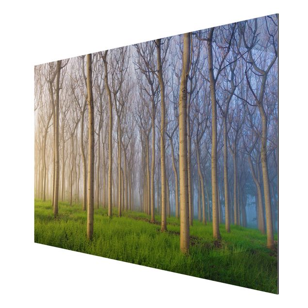 quadro com paisagens Morning In The Forest