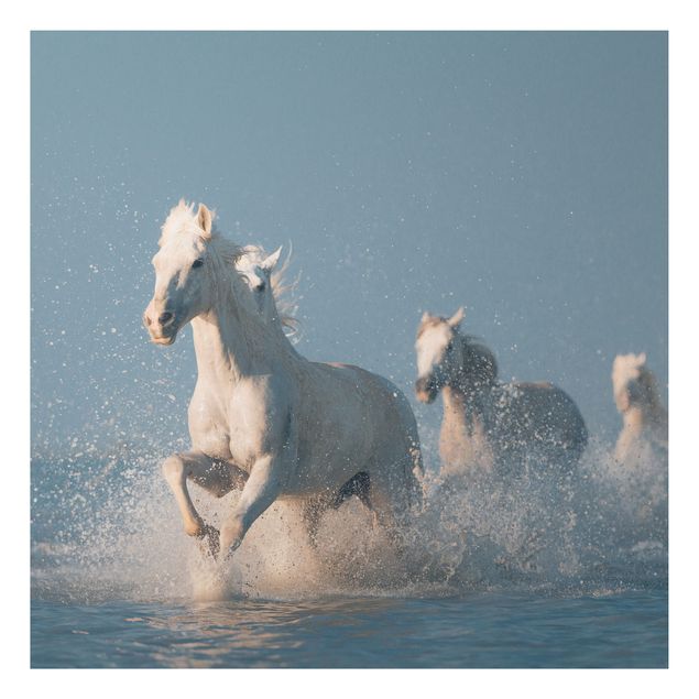 Quadros cavalos Herd Of White Horses