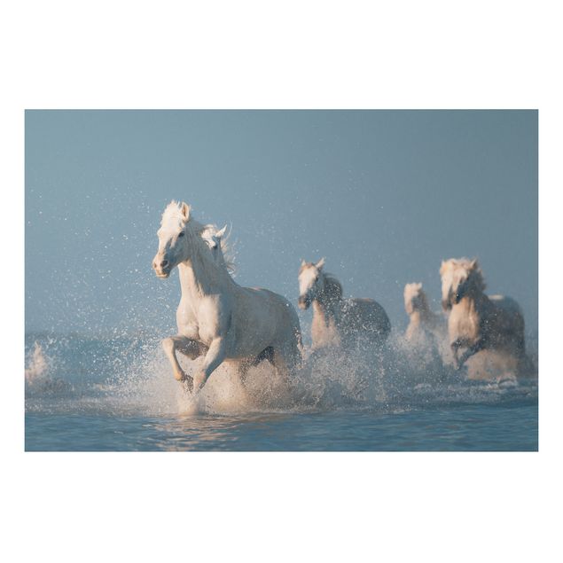 Quadros cavalos Herd Of White Horses