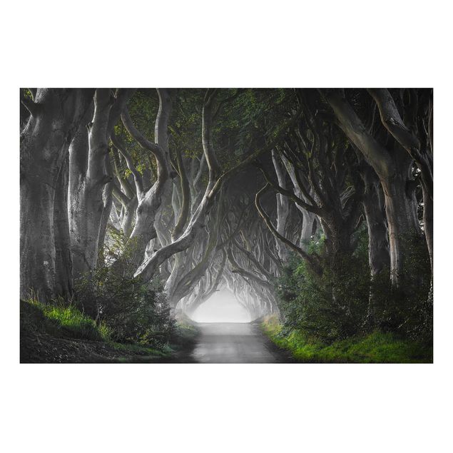 quadro com árvore Forest In Northern Ireland