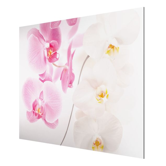quadro de gato Delicate Orchids