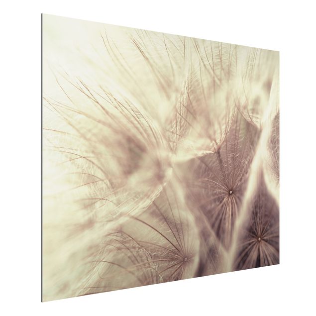 quadros para parede Detailed Dandelion Macro Shot With Vintage Blur Effect