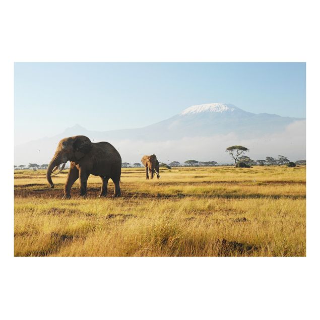 Quadros elefantes Elephants In Front Of The Kilimanjaro In Kenya