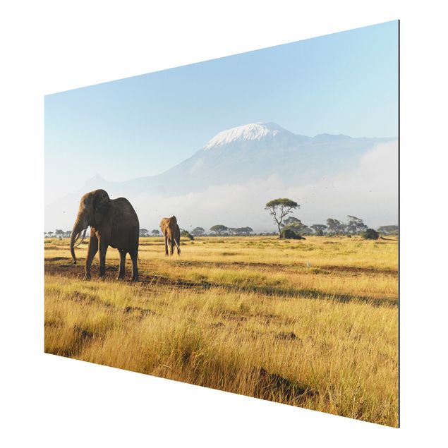 quadros de paisagens Elephants In Front Of The Kilimanjaro In Kenya