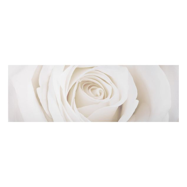 Quadros florais Pretty White Rose