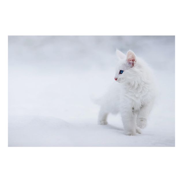 quadro de gato White as Snow
