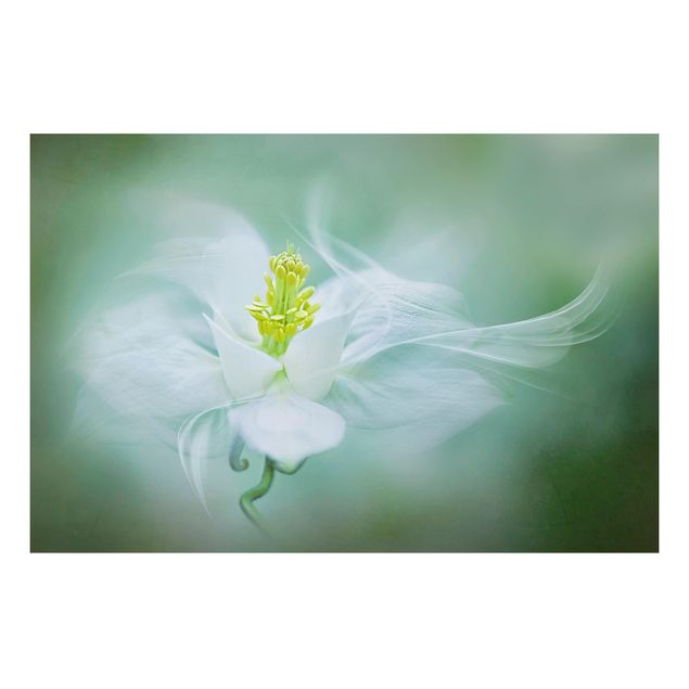 Quadros florais White Aquilegia