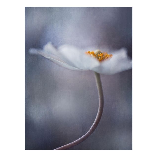 Quadros florais White Windflower