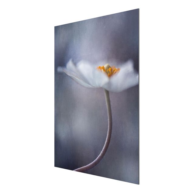 quadros de flores White Windflower