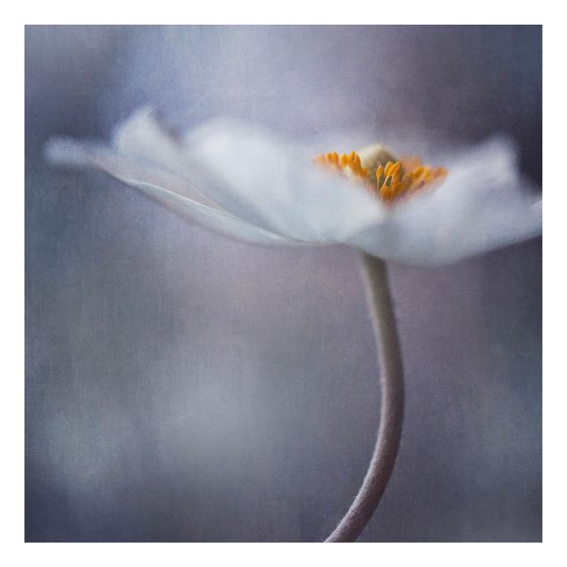 Quadros florais White Windflower