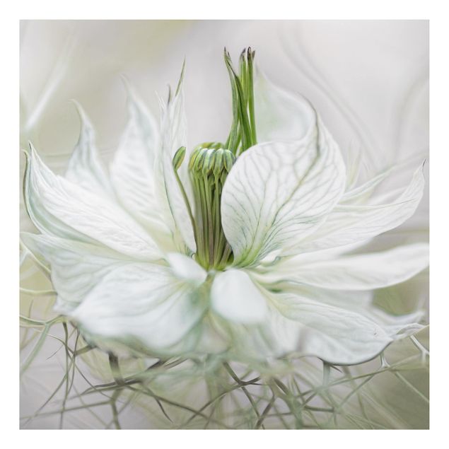 Quadros florais White Nigella