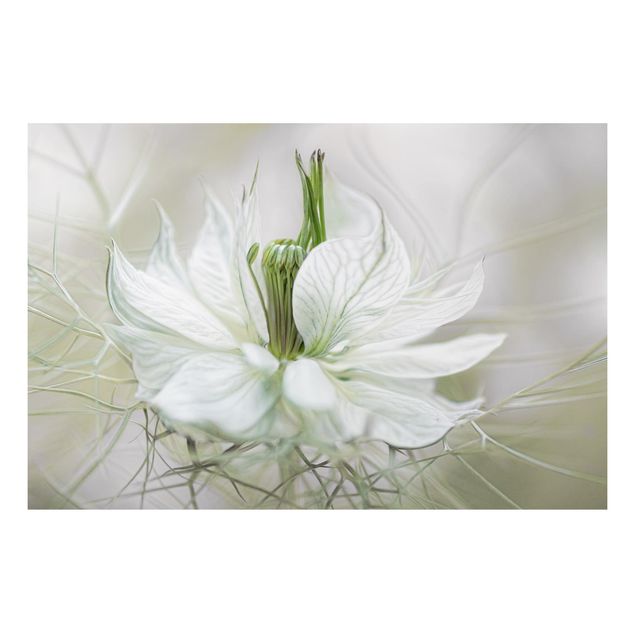 Quadros florais White Nigella