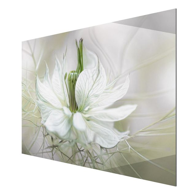 quadros flores White Nigella