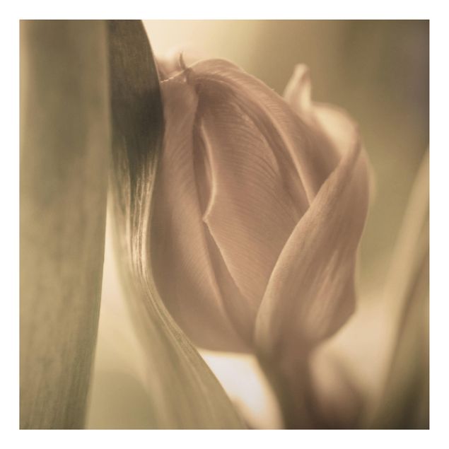Quadros florais Delicate Tulip