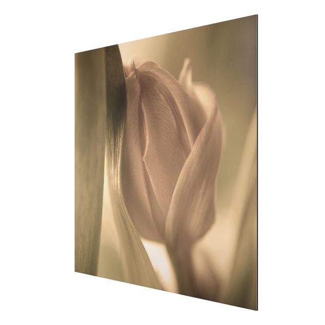 quadro com flores Delicate Tulip