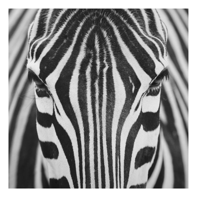Quadros zebras Zebra Look