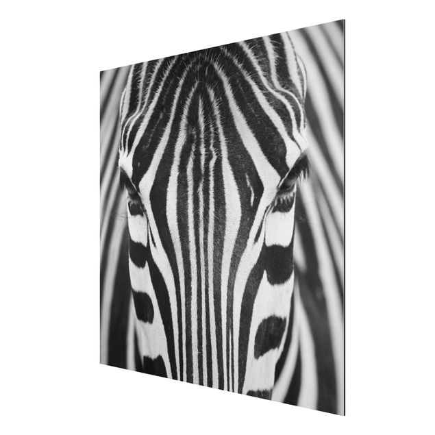 Quadros África Zebra Look