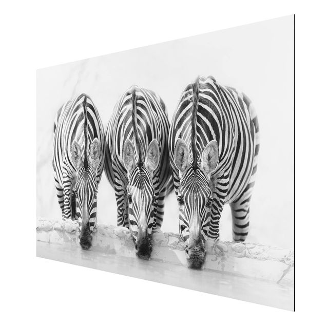 quadros decorativos para sala modernos Zebra Trio In Black And White