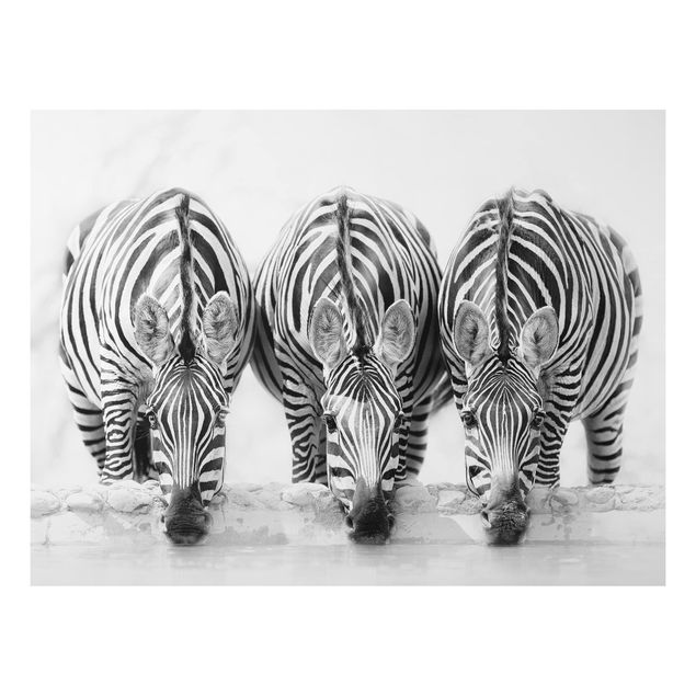 decoraçao cozinha Zebra Trio In Black And White