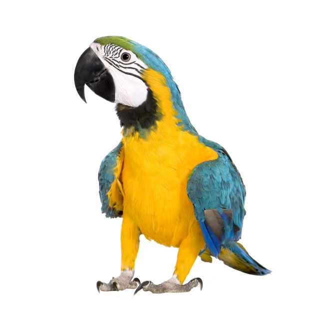 Autocolantes para vidros animais Macaw