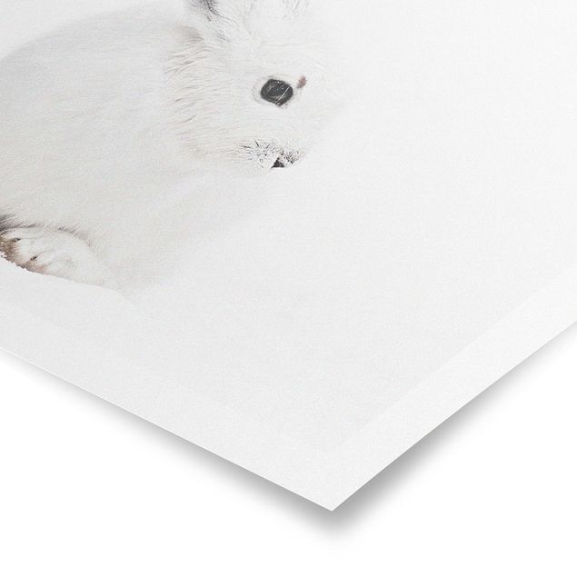decoração quadros Arctic Hare