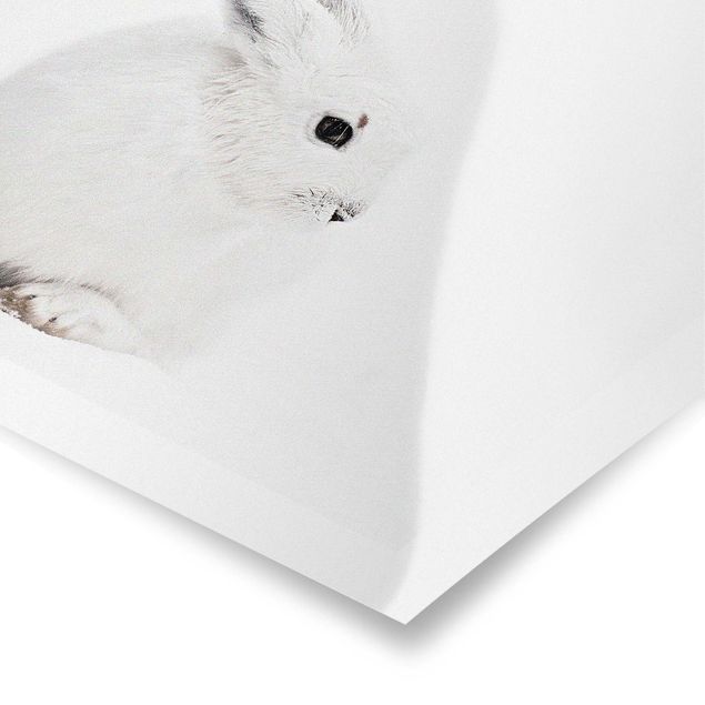 poster decoração Arctic Hare