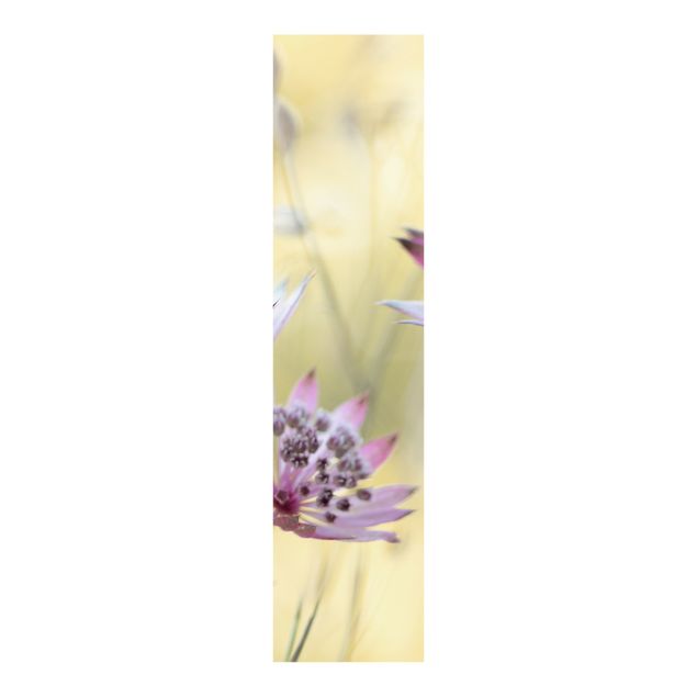 Painéis deslizantes flores Astrantia Major