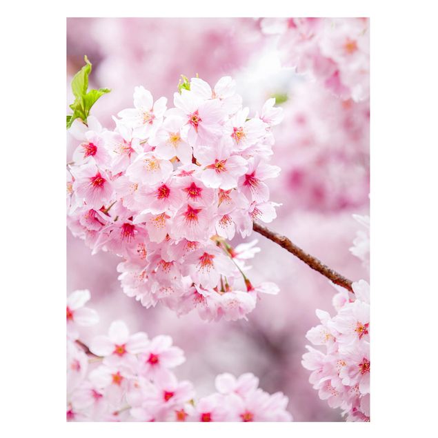 decoraçao para parede de cozinha Japanese Cherry Blossoms