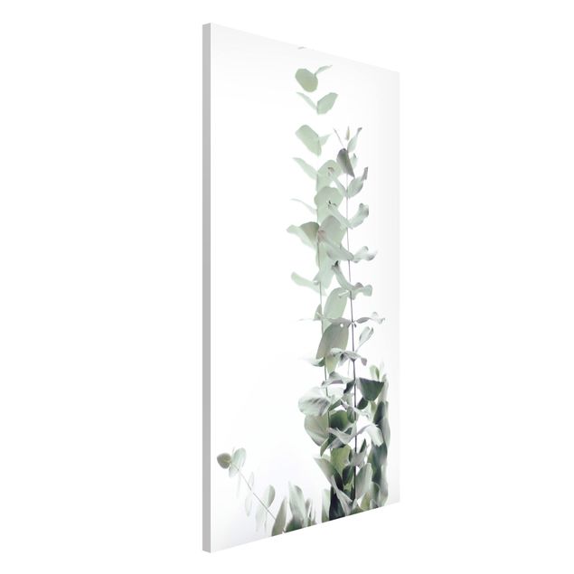 decoraçoes cozinha Eucalyptus In White Light