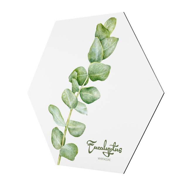 Quadros hexagonais Watercolour Botany Eucalyptus