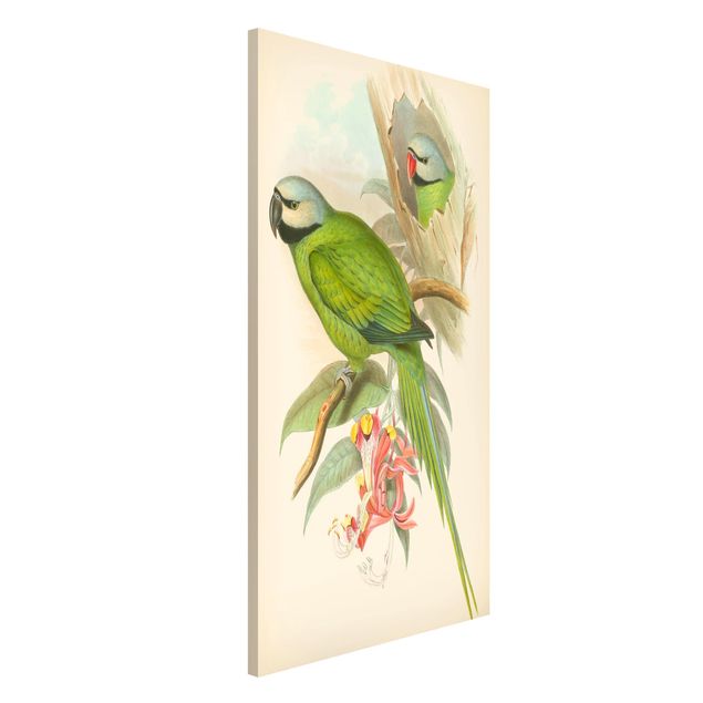 decoraçoes cozinha Vintage Illustration Tropical Birds II