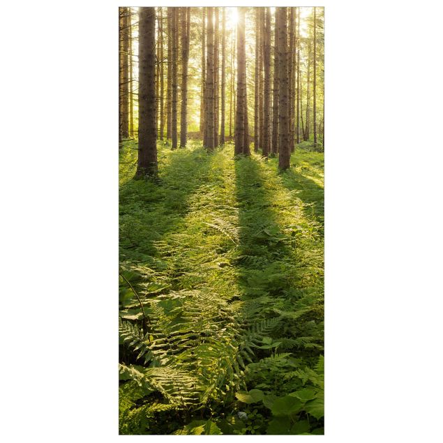 Divisórias de ambiente Sun Rays In Green Forest