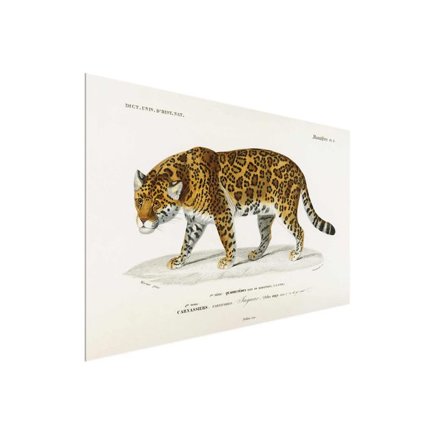 Quadros em vidro animais Vintage Board Jaguar