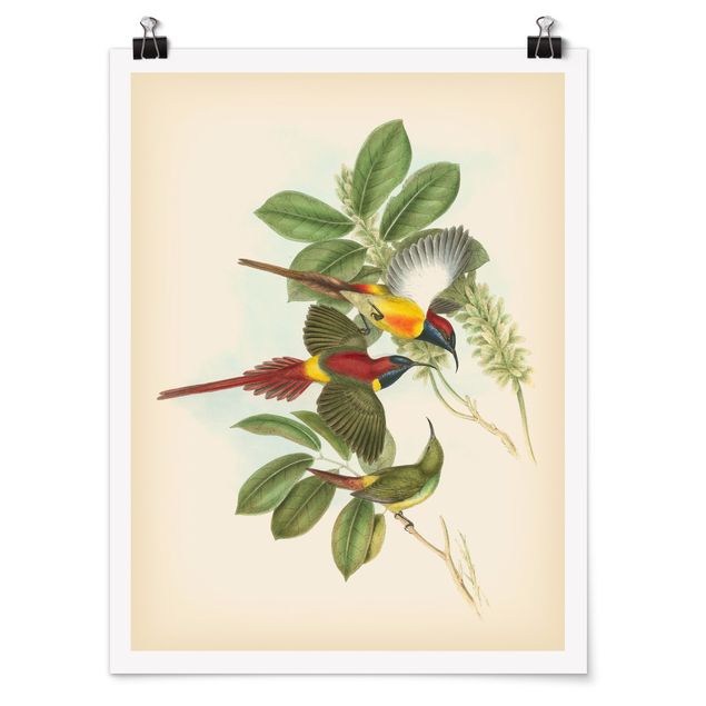 quadro com flores Vintage Illustration Tropical Birds III