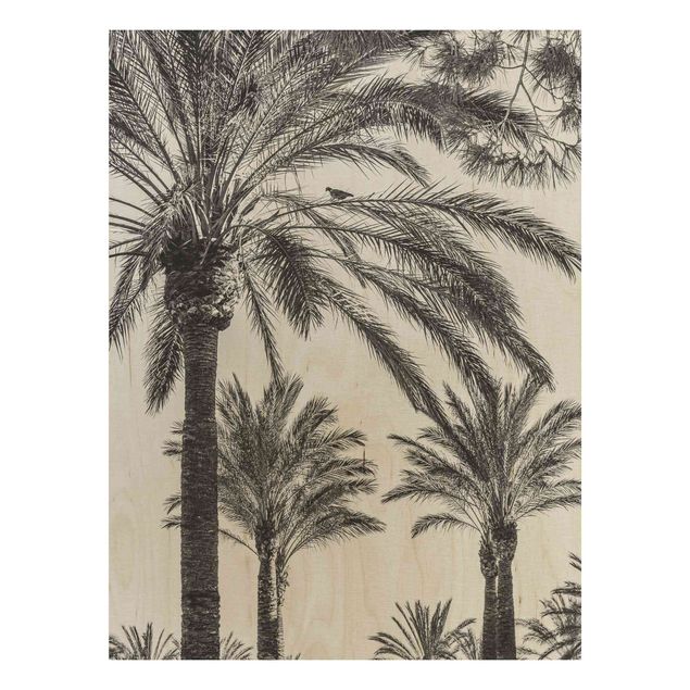 Quadros em madeira flores Palm Trees At Sunset Black And White