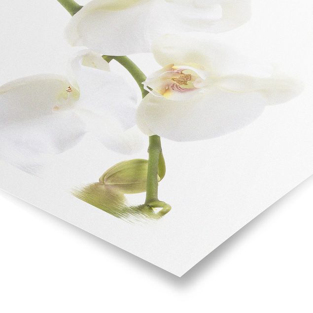 Quadros florais White Orchid Waters