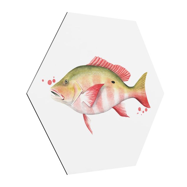 Quadros animais Color Catch - Northern Red Snapper